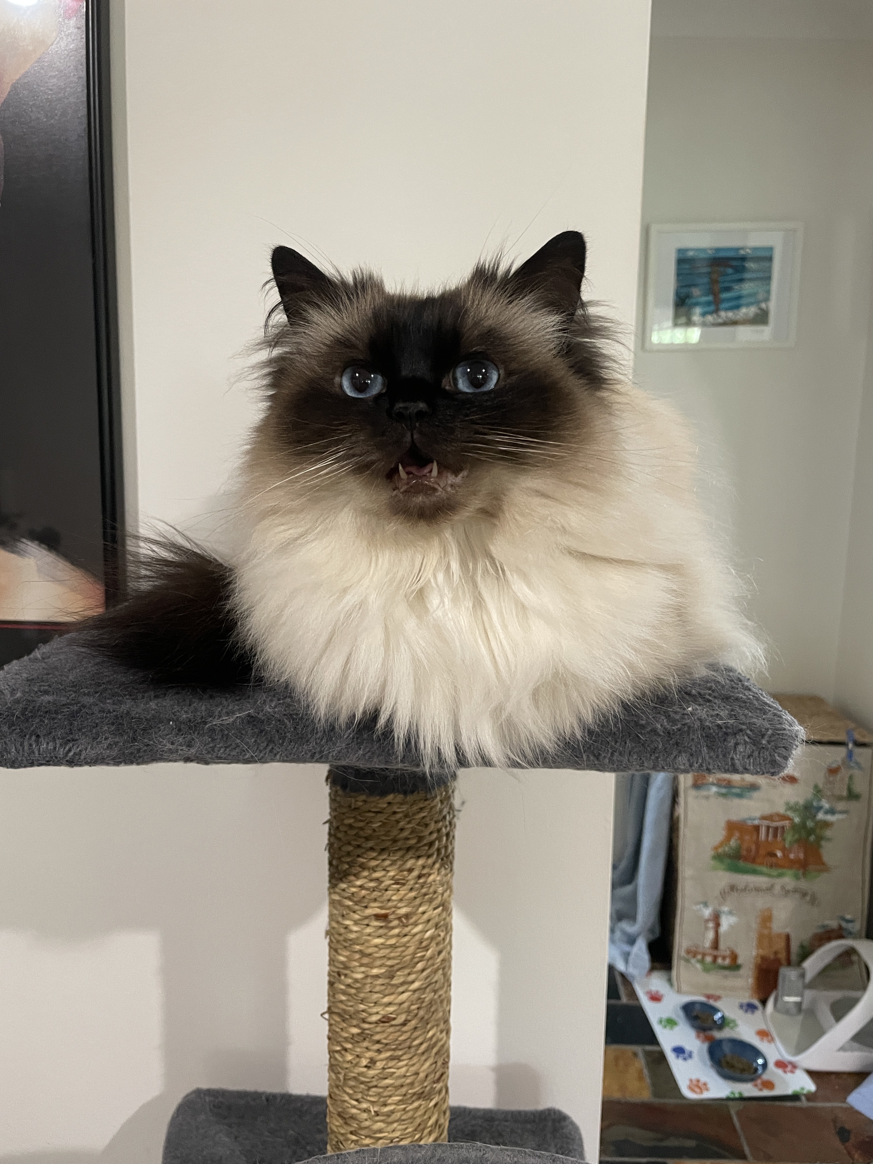 Scarlet Cat sitting on cat perch meowing.